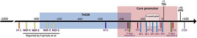 hMZF-2, the Elusive Transcription Factor